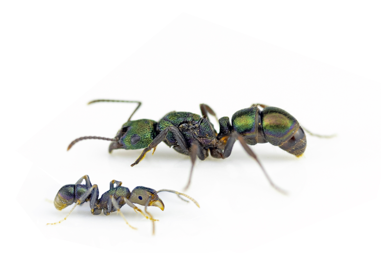 rhytidoponera metallica (green headed ants) healthy queens with eggs photo 1 of 1