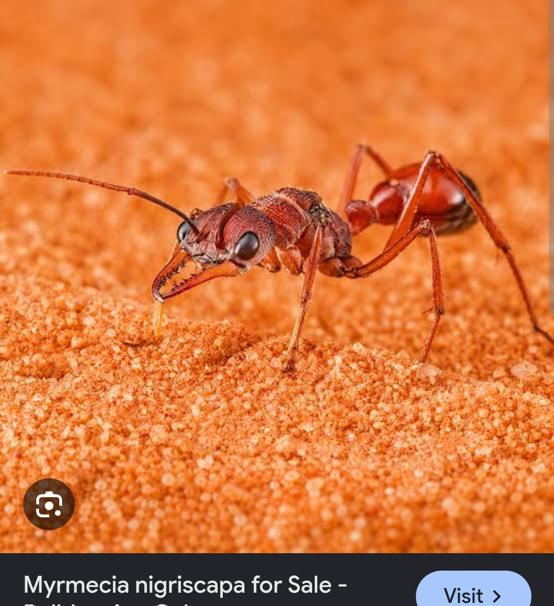 LOOKING FOR MYRMECIA NIGRISCAPA photo 1 of 1