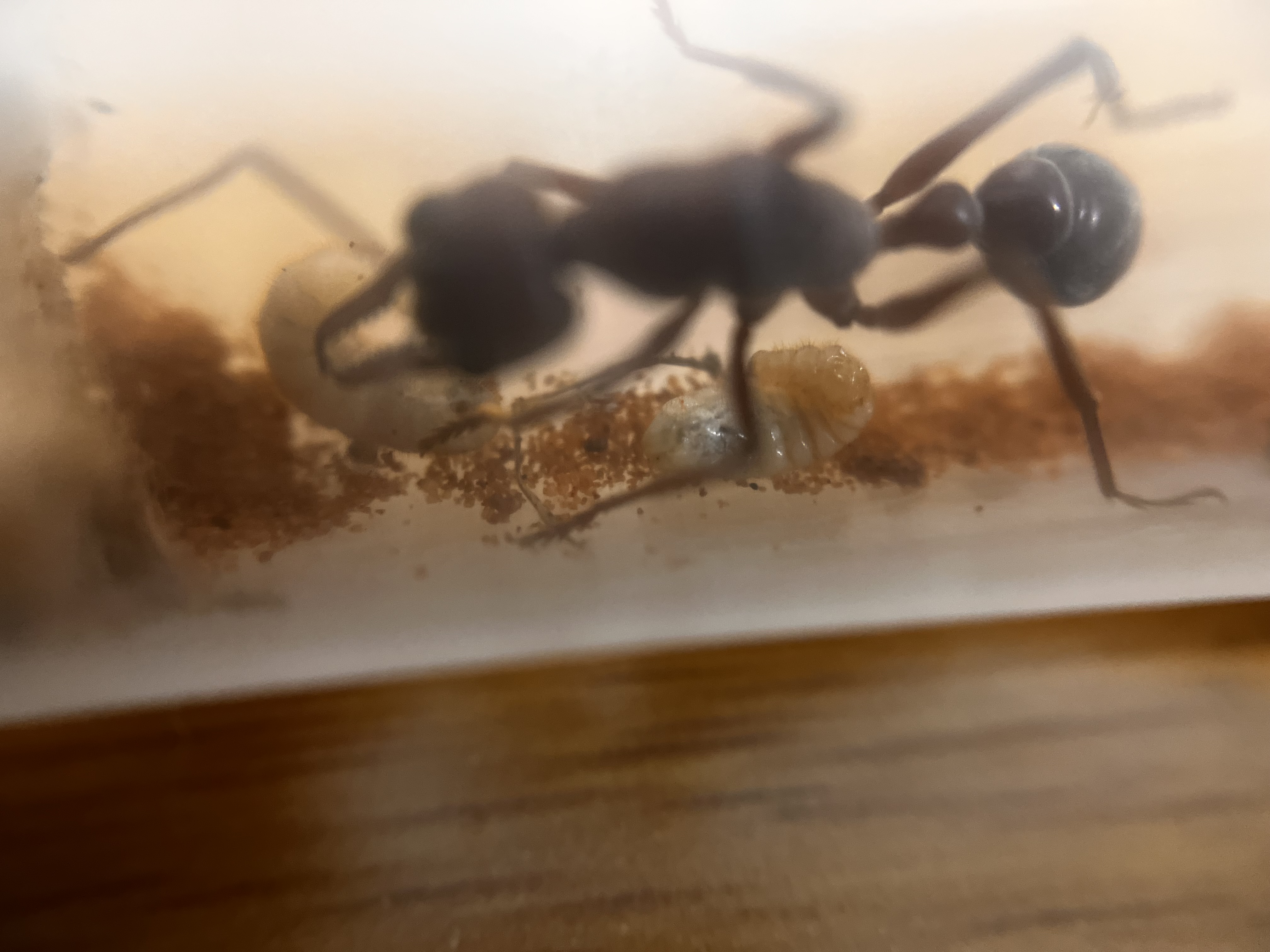 Myrmecia brevinoda queen with larvae photo 1 of 2