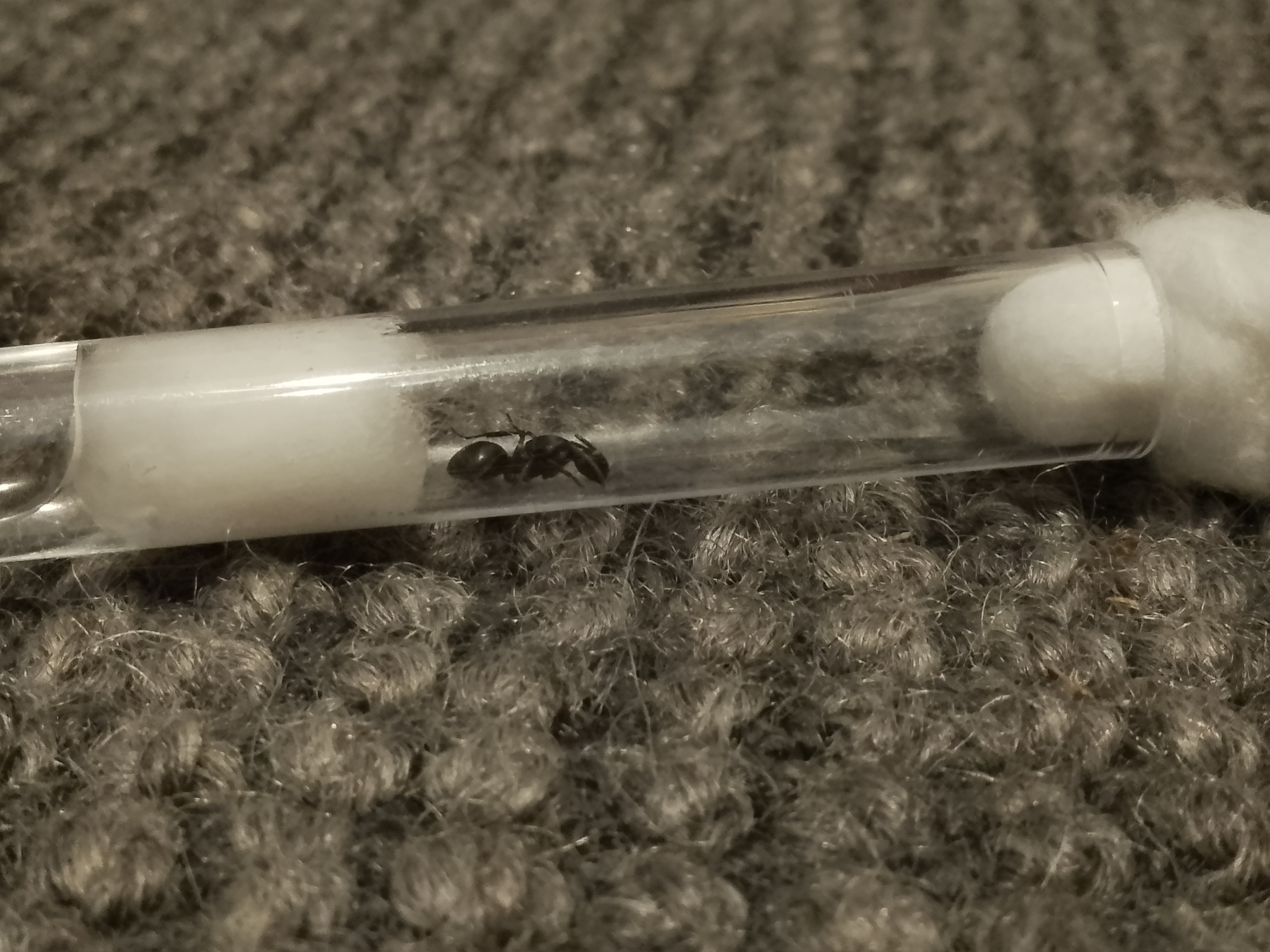 Camponotus photo 1 of 3