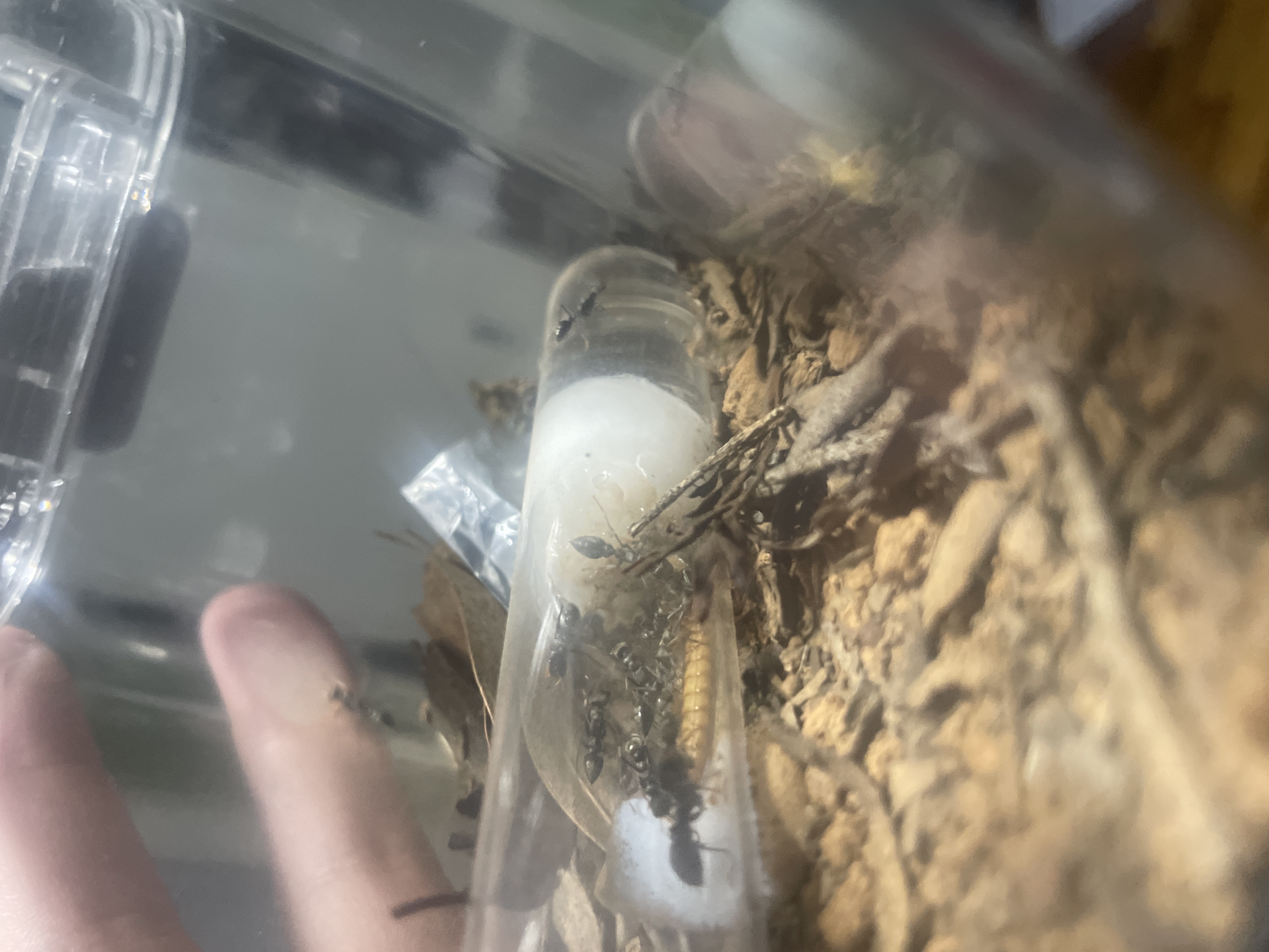 Myrmecia Pilosula Colony photo 1 of 1