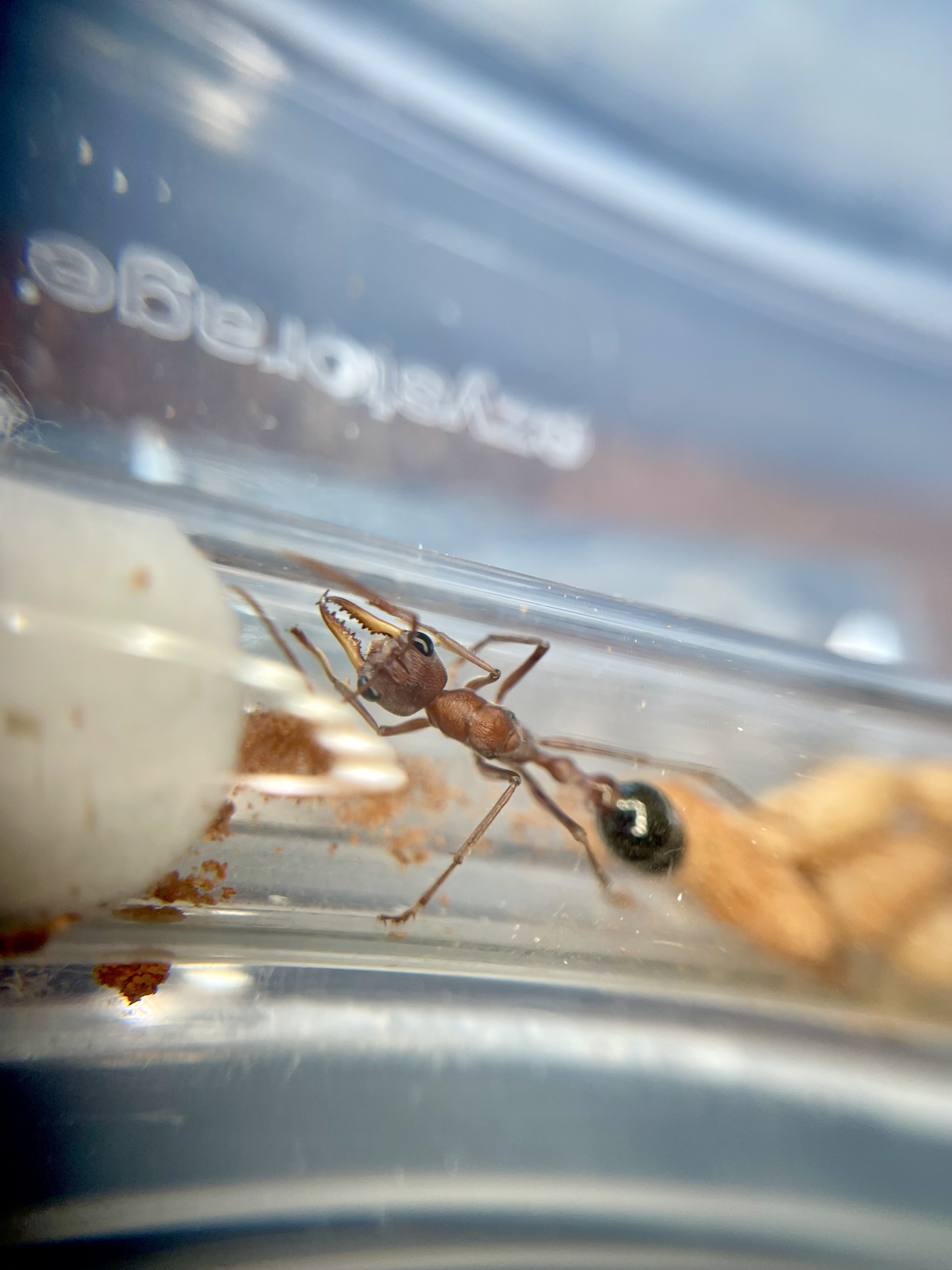 Myrmecia Gratiosa Colonies photo 1 of 2