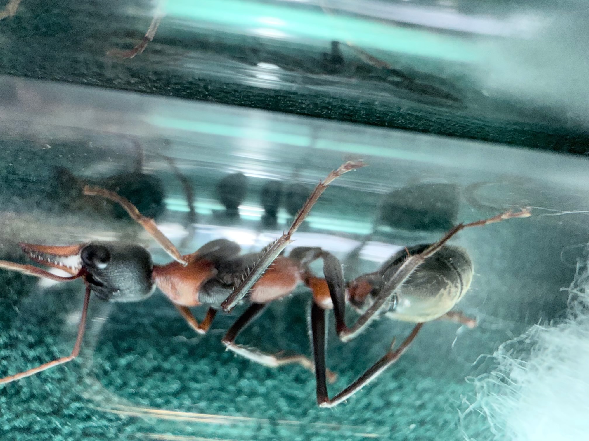 Bulk Myrmecia Nigrocincta photo 1 of 1