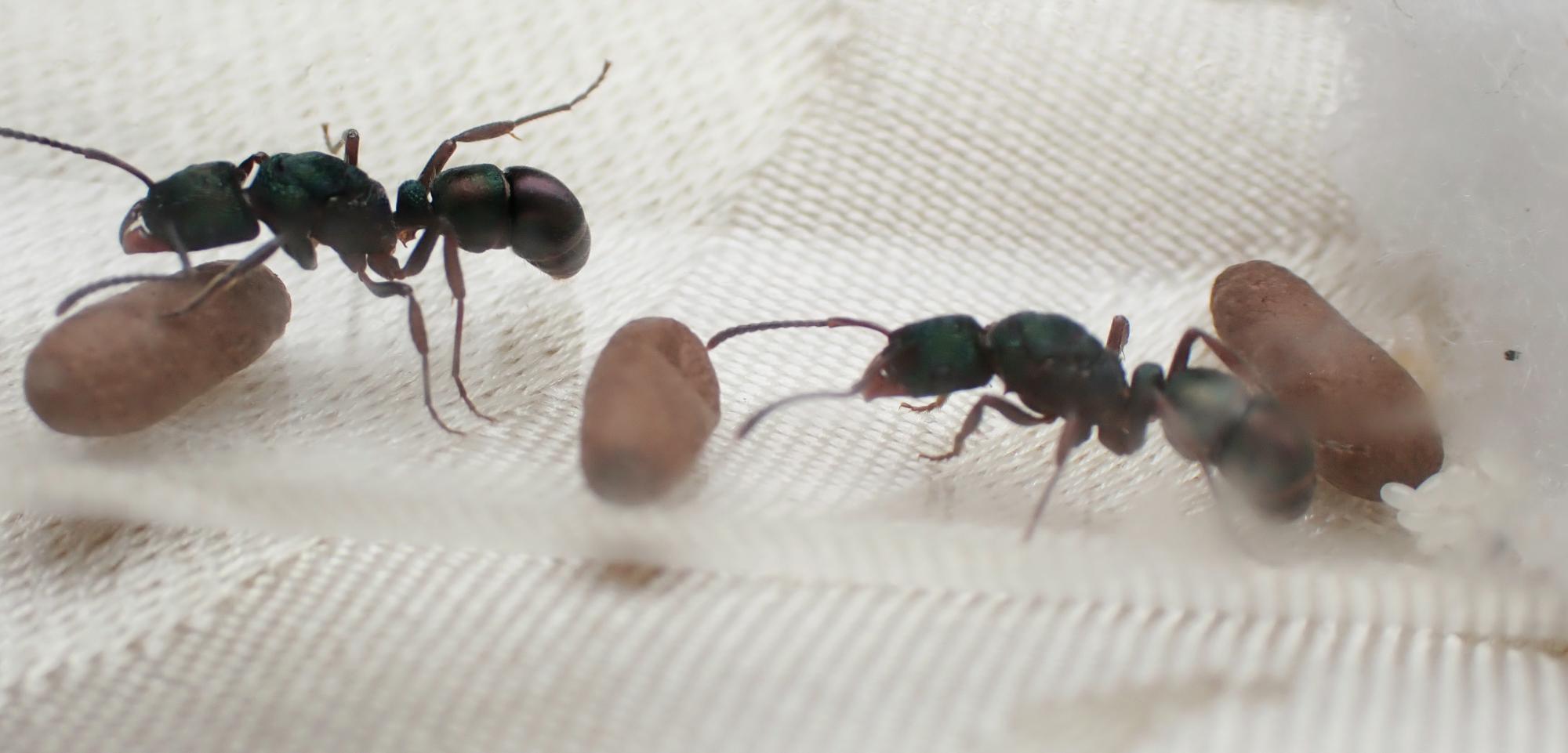 2 queen R. metallica colony with 3 cocoons and eggs photo 1 of 1