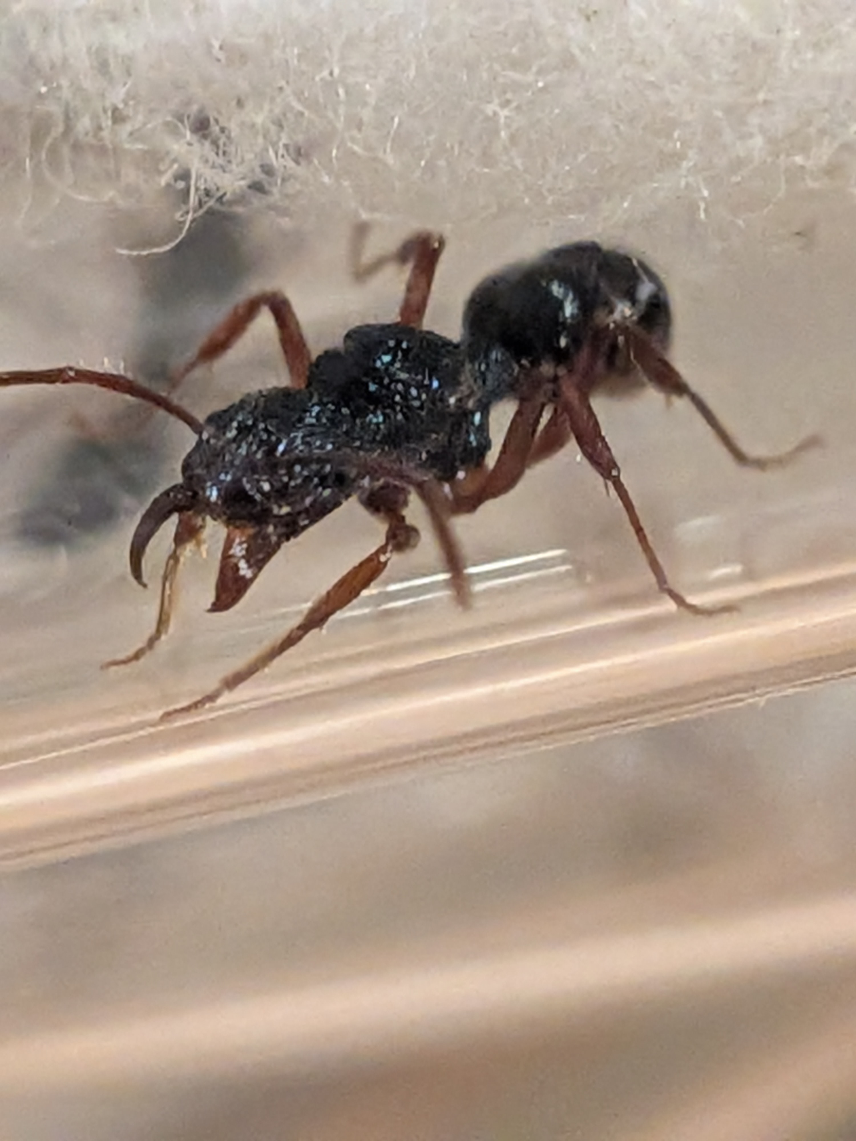 Rhytidoponera Aspera and Metallica queens photo 1 of 2
