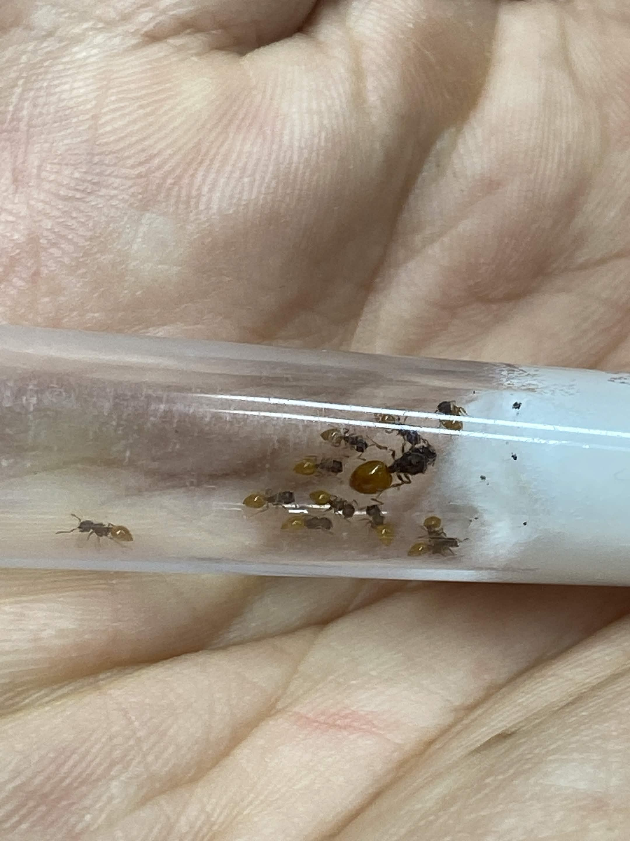 Meranoplus minor colonies 5-10 workers photo 1 of 2