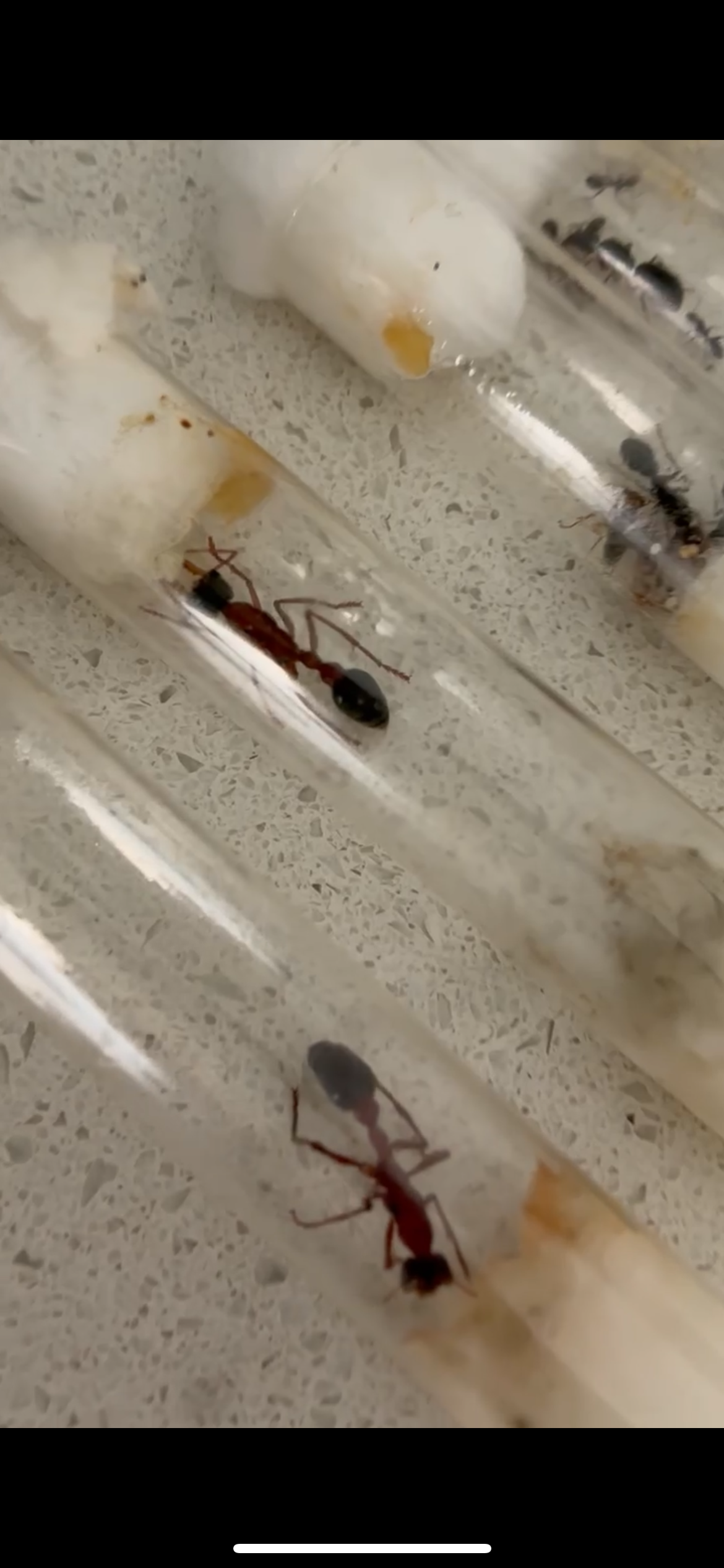 MYRMECIA NIGRICEPS photo 1 of 4