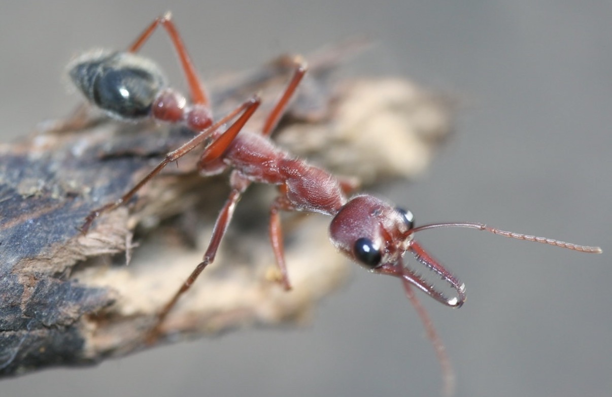 Myrmecia Brevinoda for sale photo 1 of 1