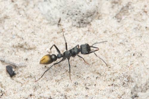 Myrmecia Gilberti Freshly caught queen photo 1 of 1