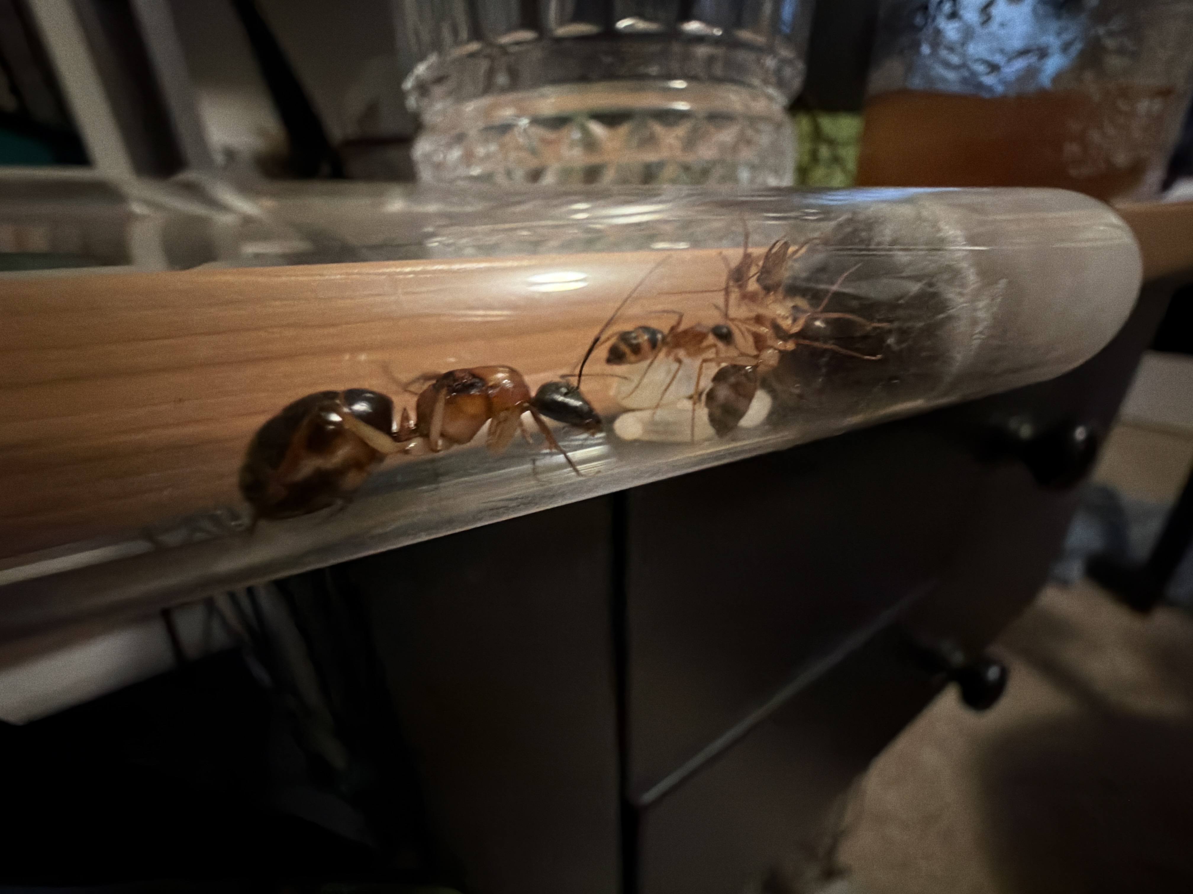 Camponotus nigriceps photo 1 of 1