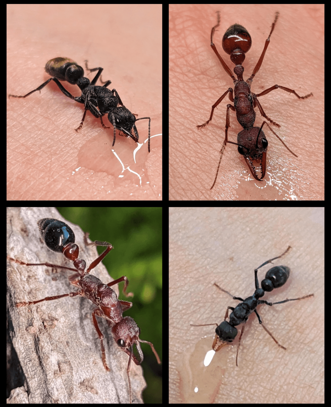 Bull ant/Sugar ant Queens/Colonies starting at $30 photo 1 of 1