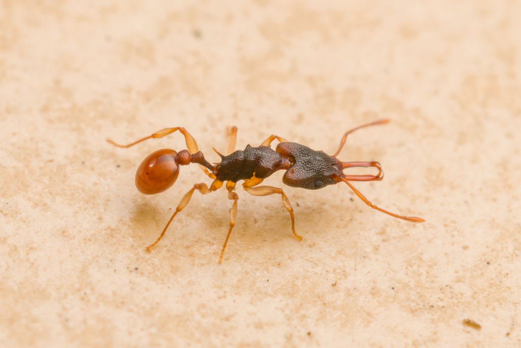 Orectognathus mjobergi Queen with eggs photo 1 of 1