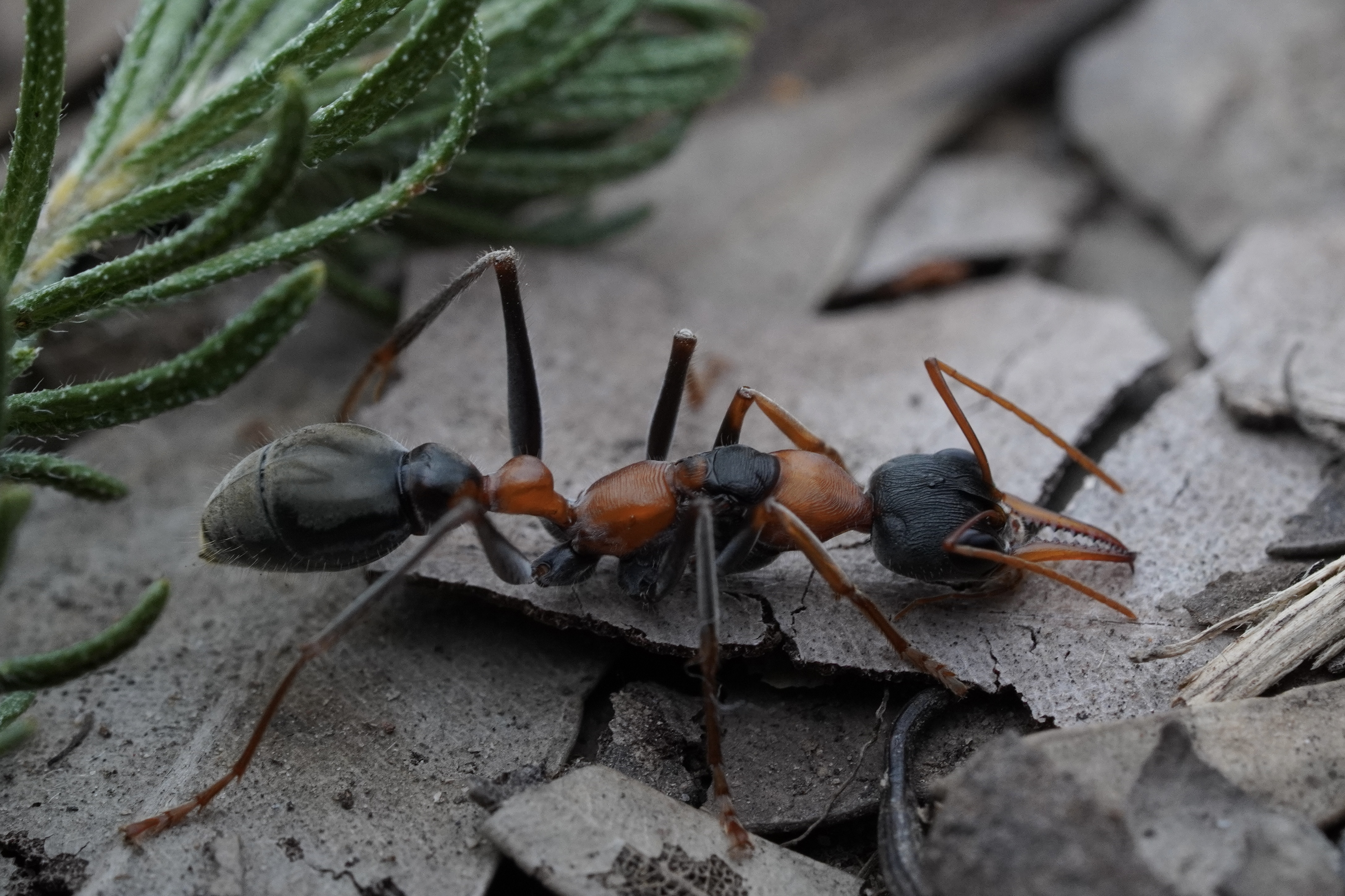 Myrmecia nigrocincta photo 1 of 1
