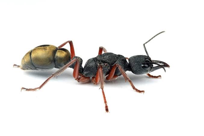 selling Myrmecia Fulvipes freshly caught photo 1 of 1