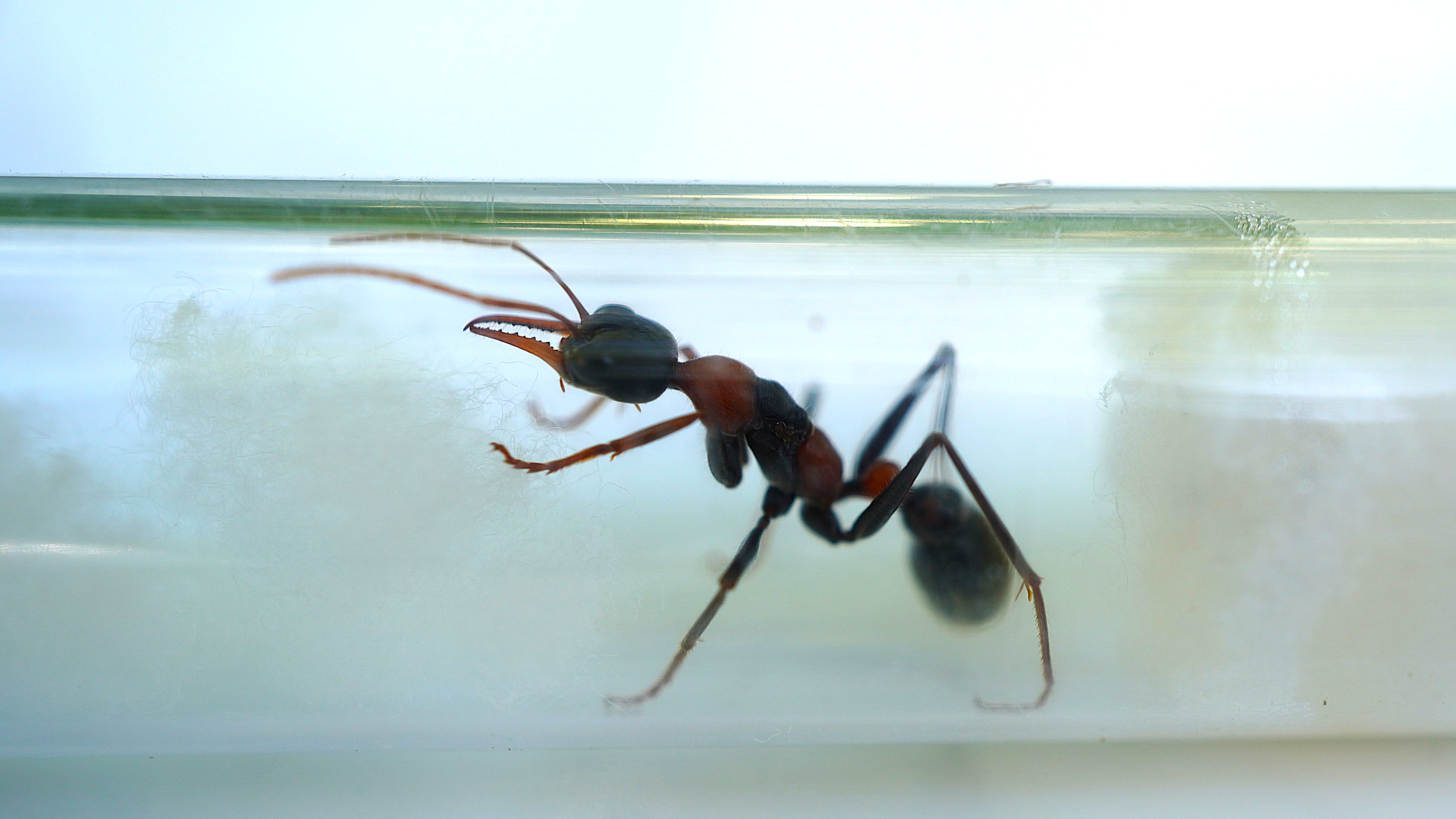 Queen Bull Ant Myrmecia nigrocincta, aka Jumping Jack, Jack Jumper, Bulldog Ant photo 1 of 8
