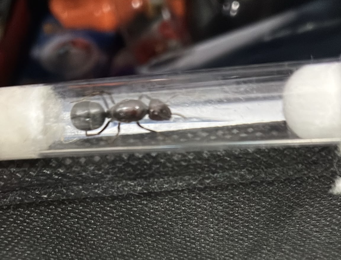campounutus sufeses photo 1 of 1