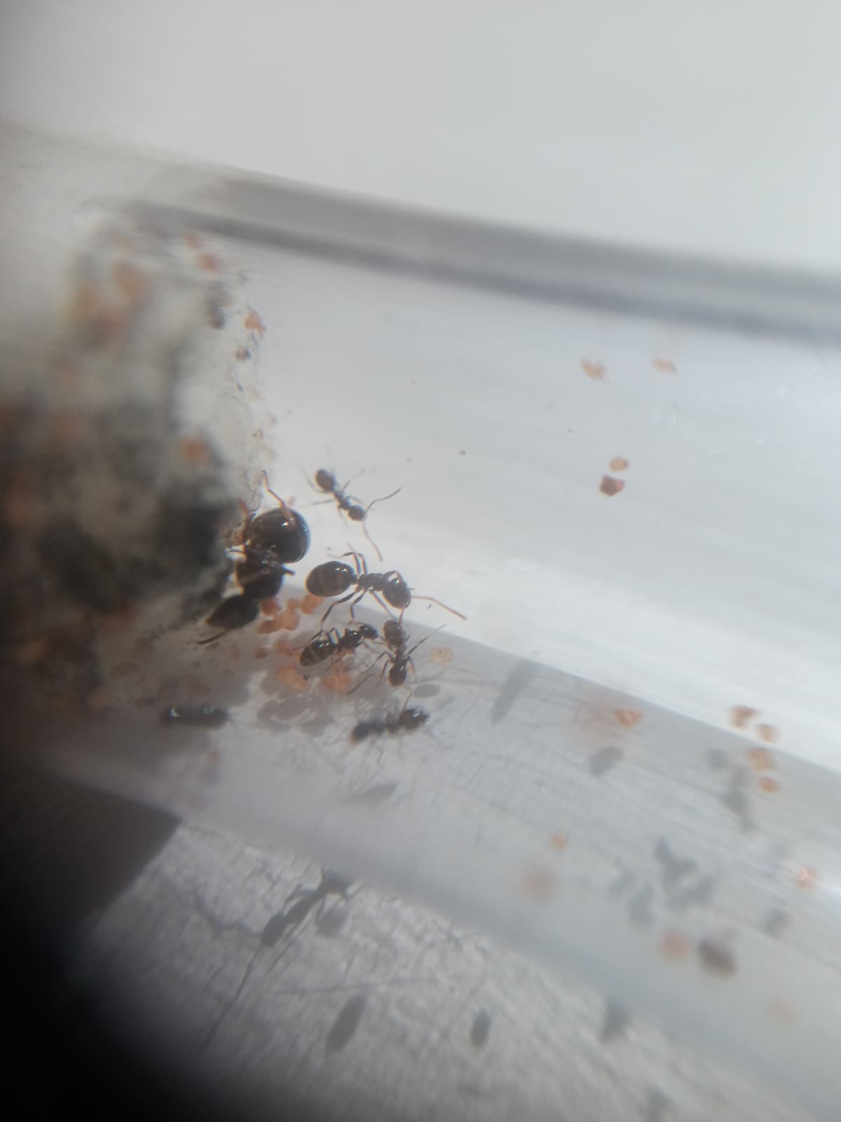 Mini Melophorus - 5 workers & 1 Major photo 1 of 1