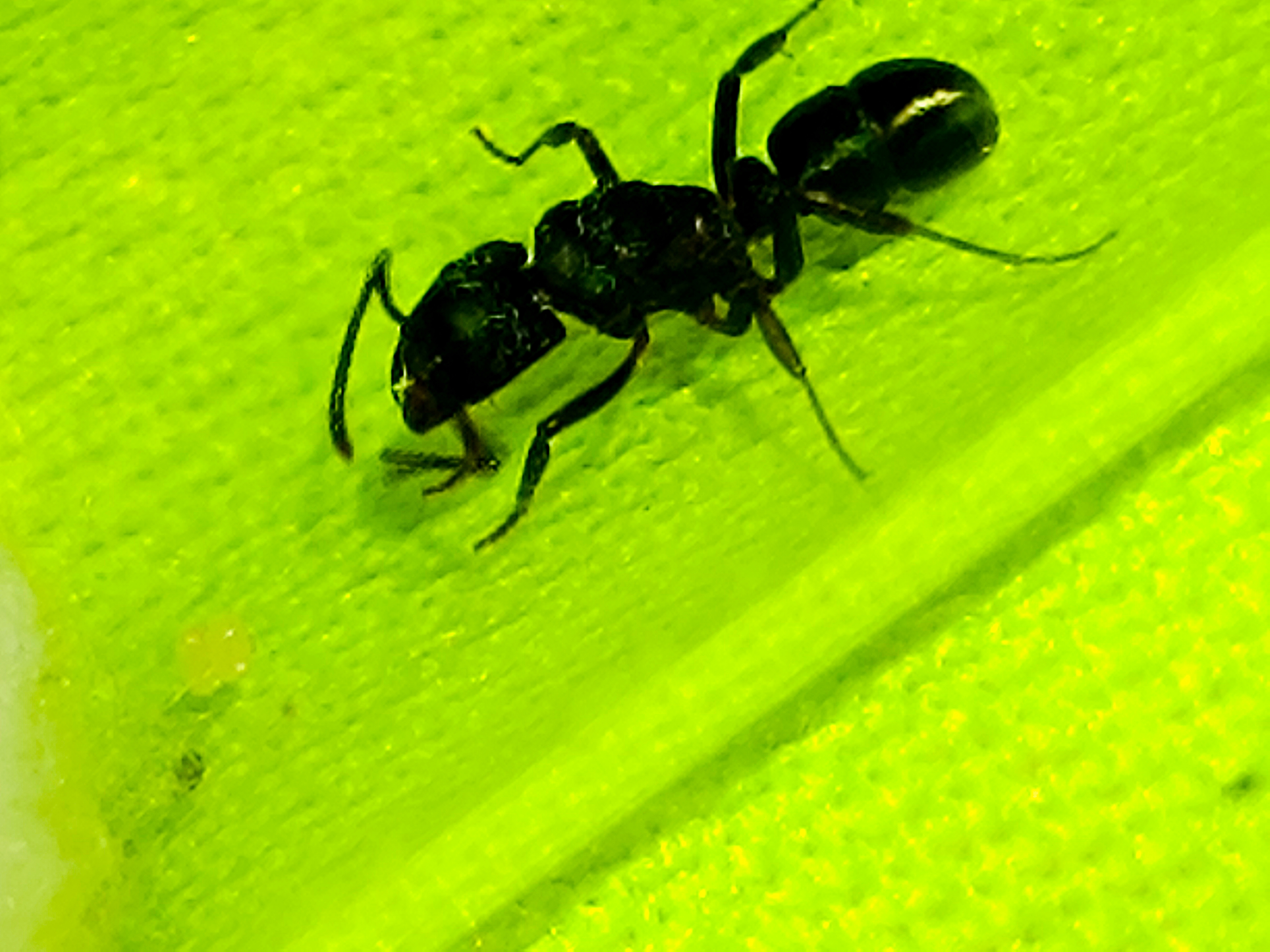 Rhytidoponera metallica photo 1 of 1