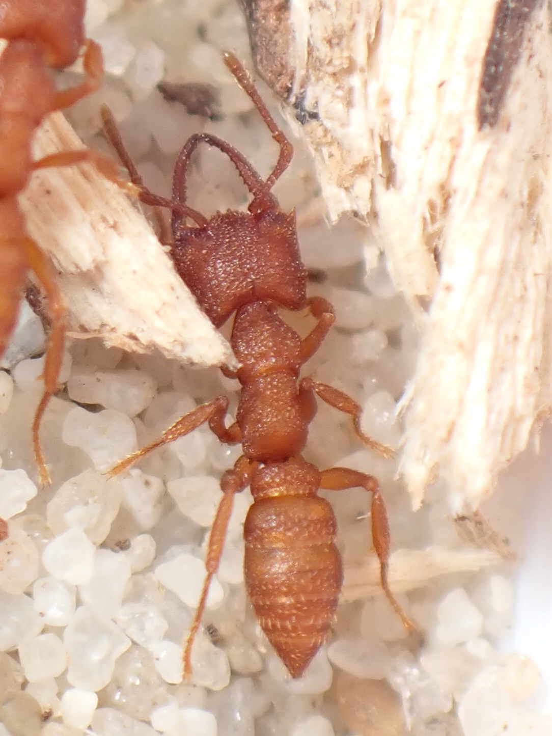 3 x Mystrium camillae minor worker specimens photo 1 of 2