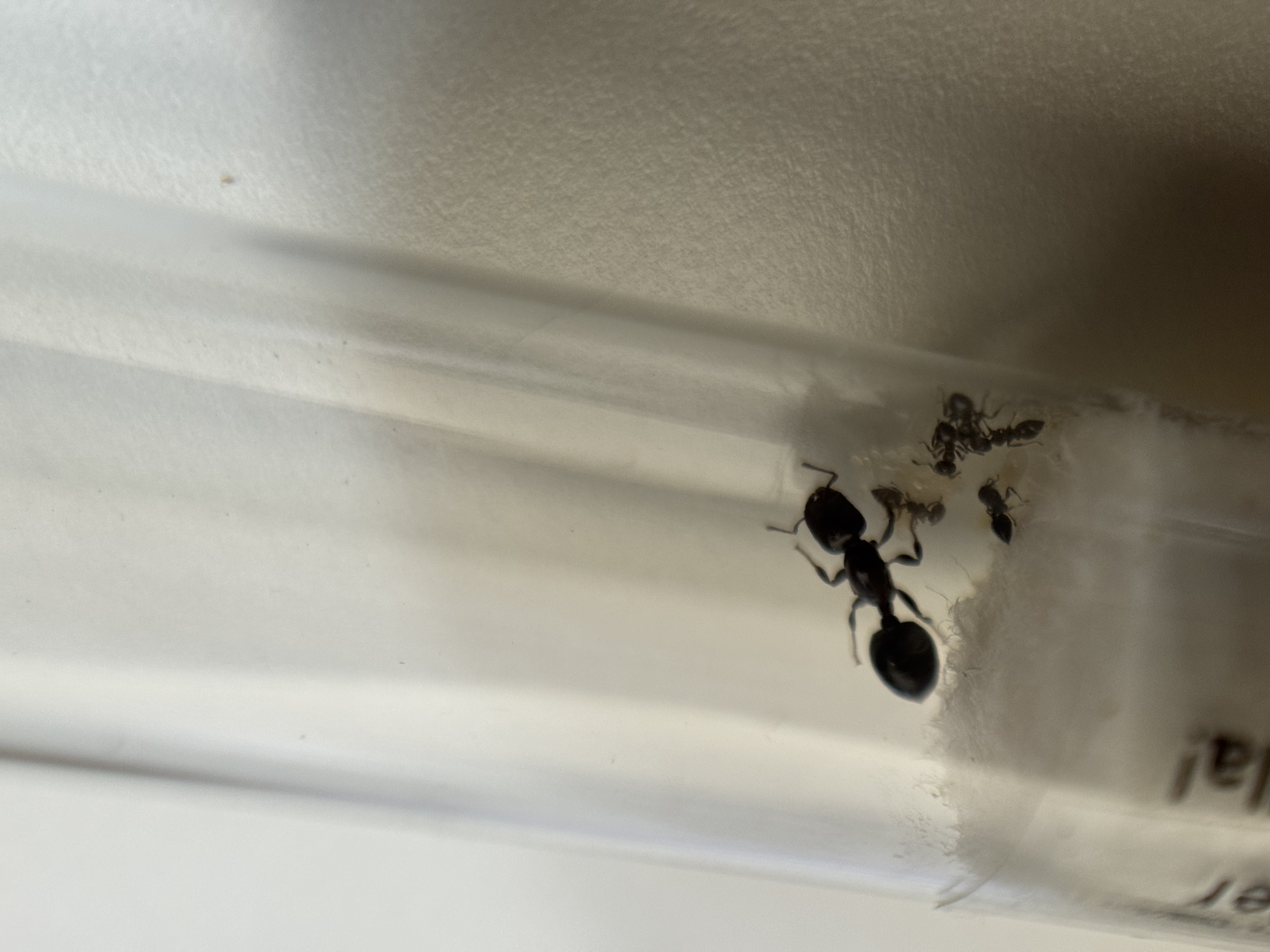 Acrobat ant colony - queen and 6-8 workers with brood