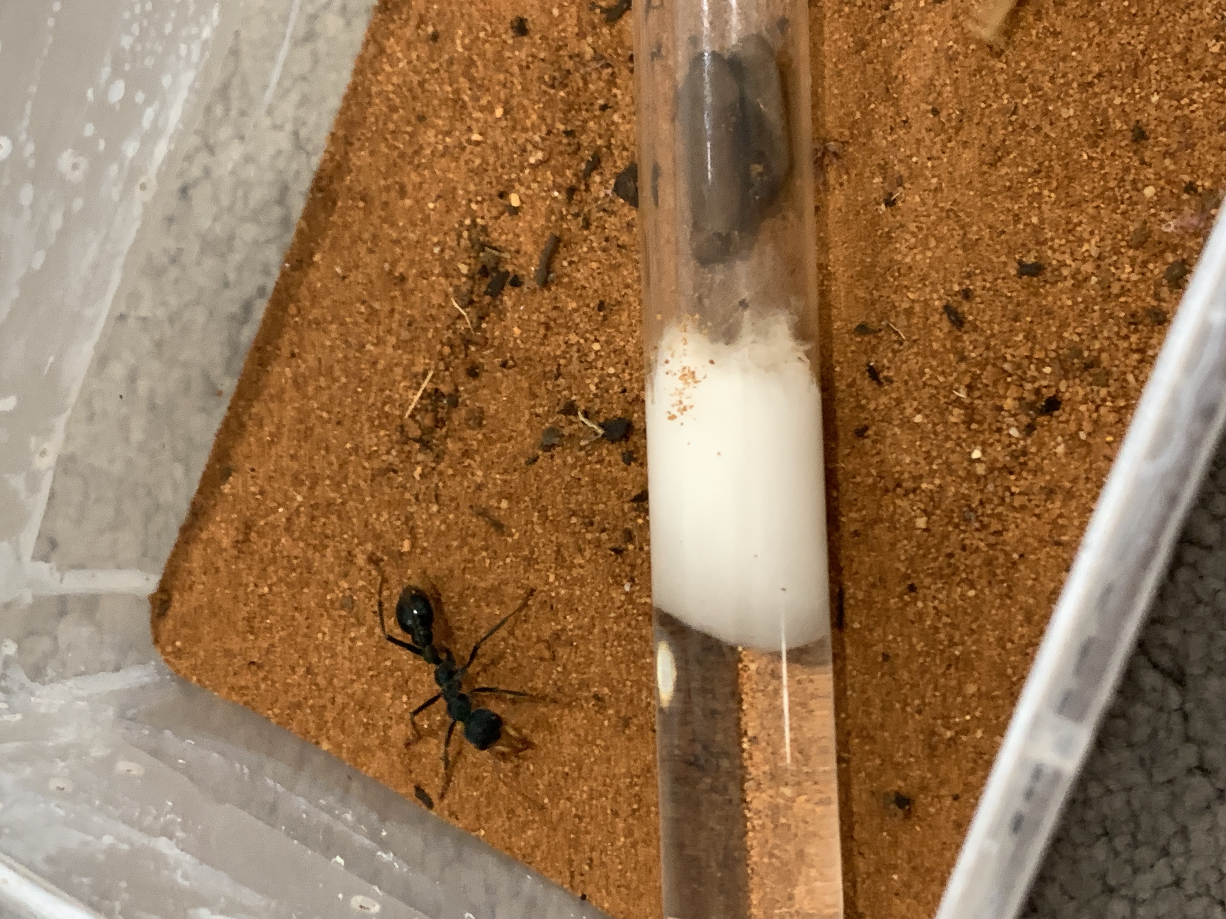 selling 4 Myrmecia Tarsata queens with cocoons photo 1 of 1