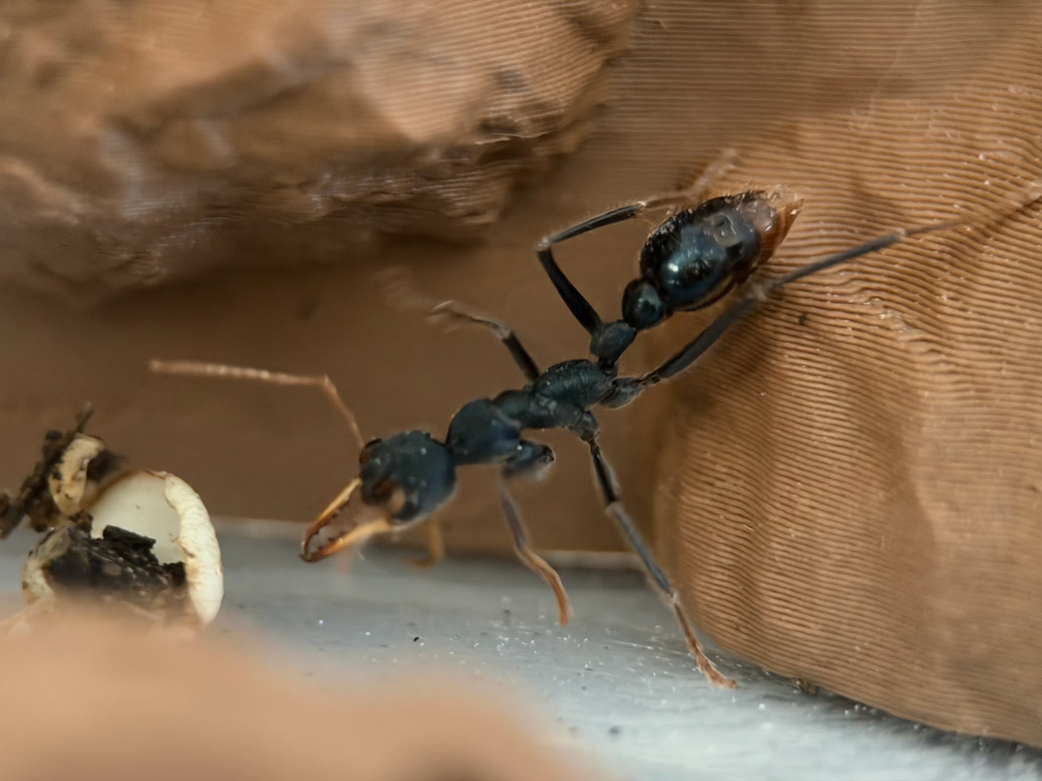 selling Myrmecia Tarsata (3 left)