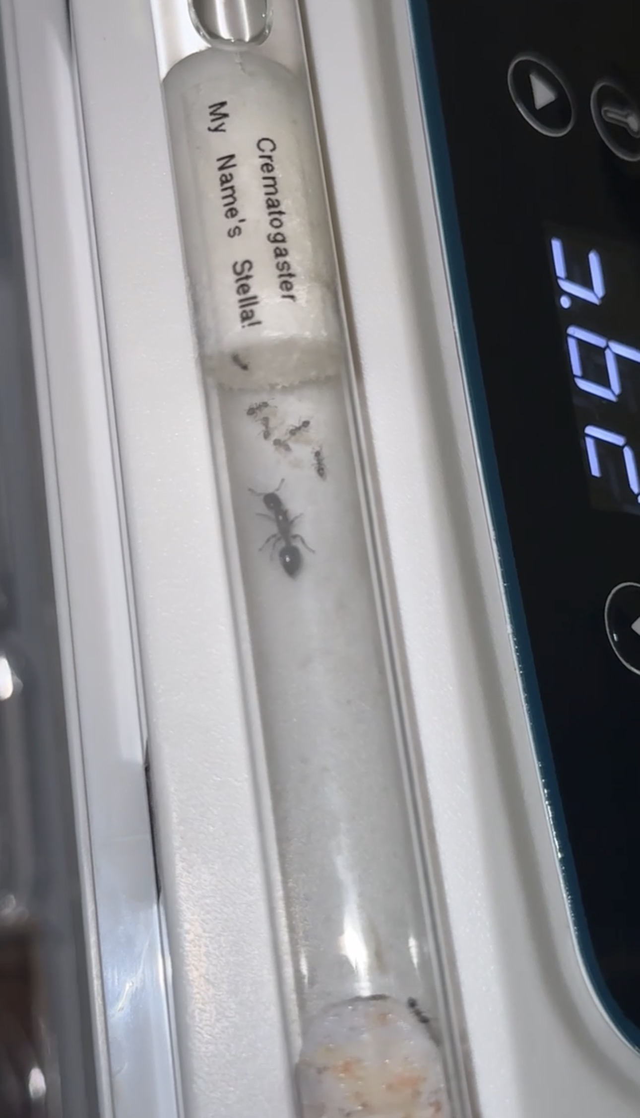 Acrobat ant colony – queen and 6–8 workers photo 1 of 2