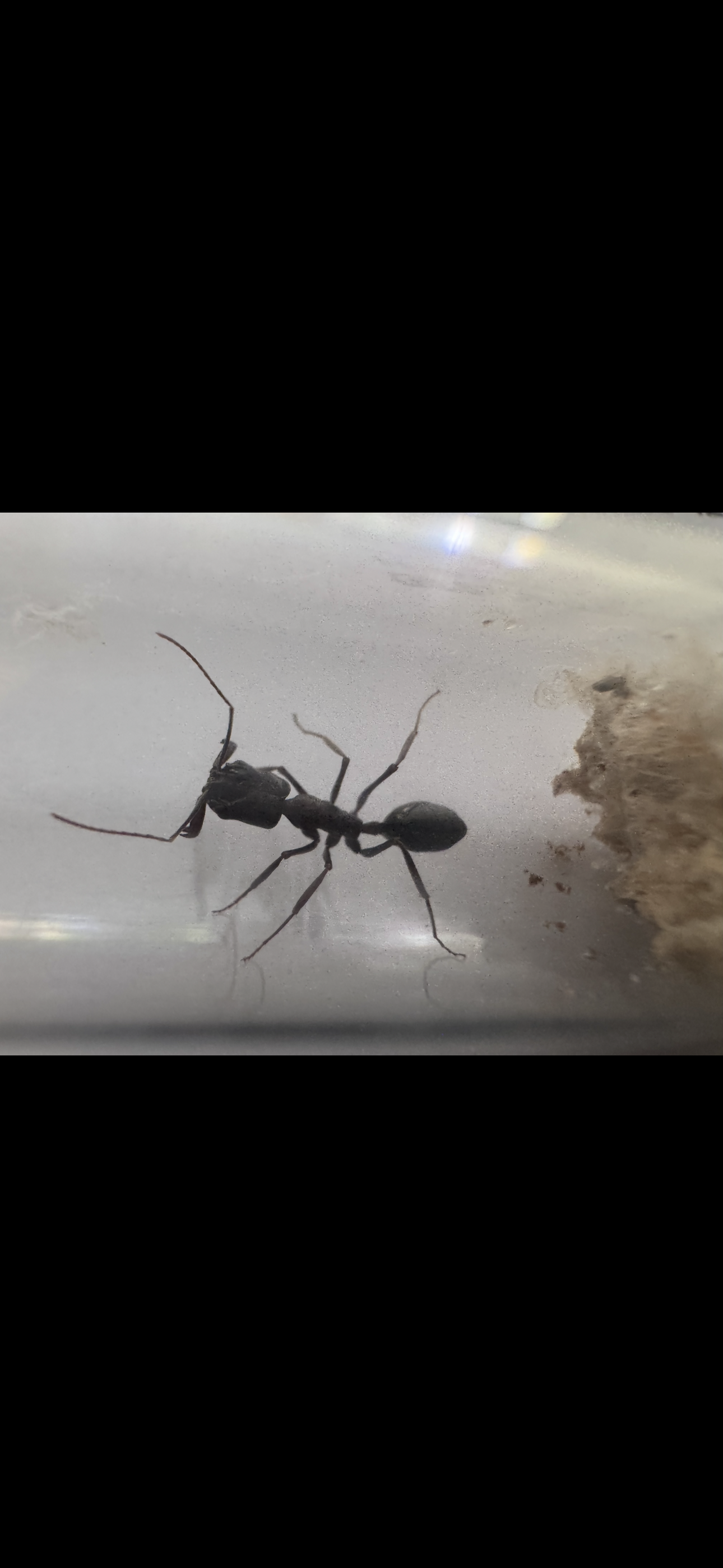 Trap-jaw Queen — Odontomachus sp. “Desert” — Test-tube Setup photo 1 of 3