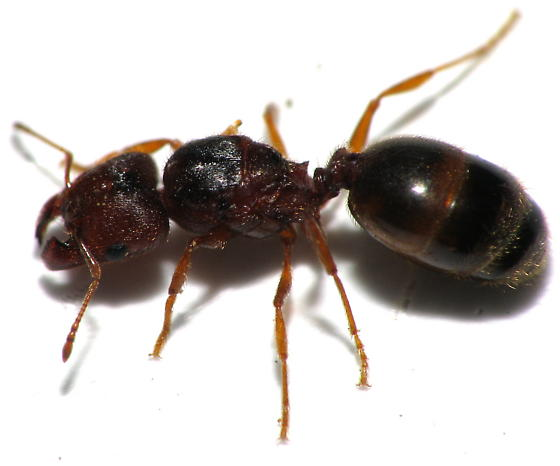 big head ant WANTED (NSW)