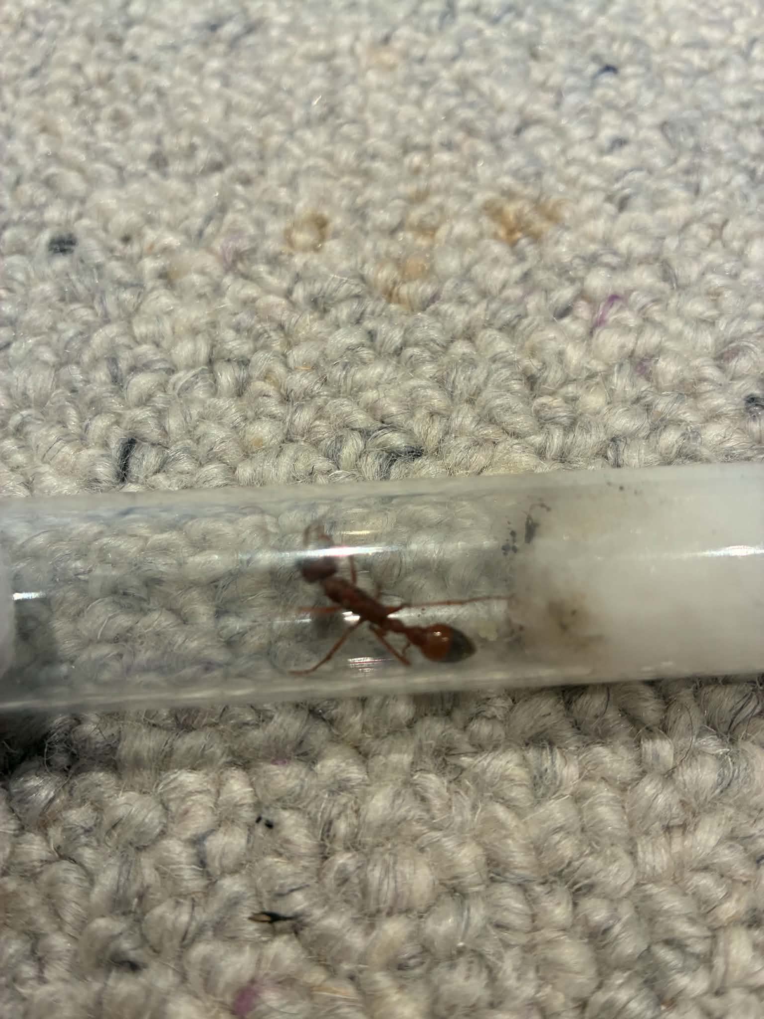 Various Myrmecia species for sale