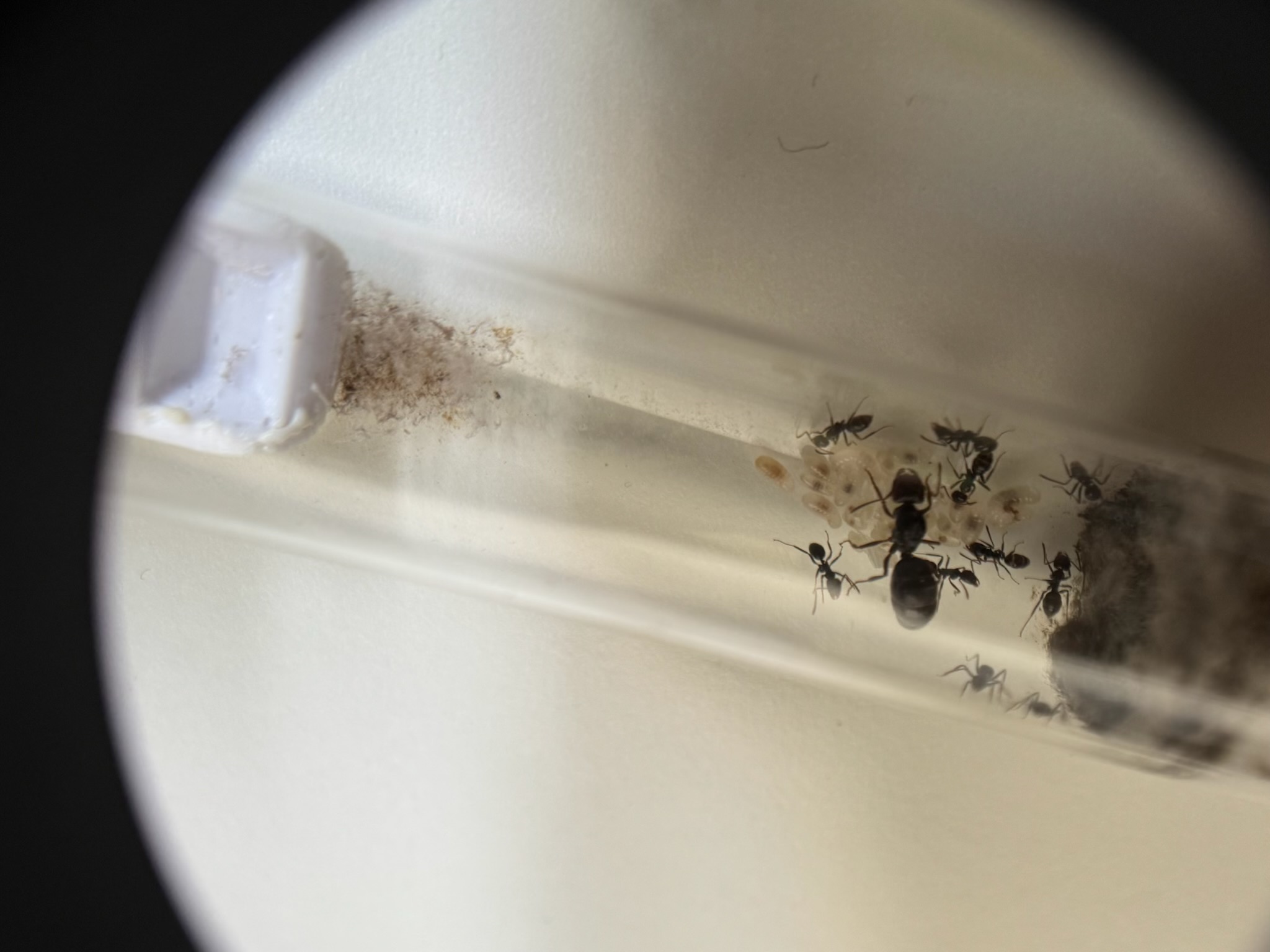 a small unkown Sugar ant species (20 workers)