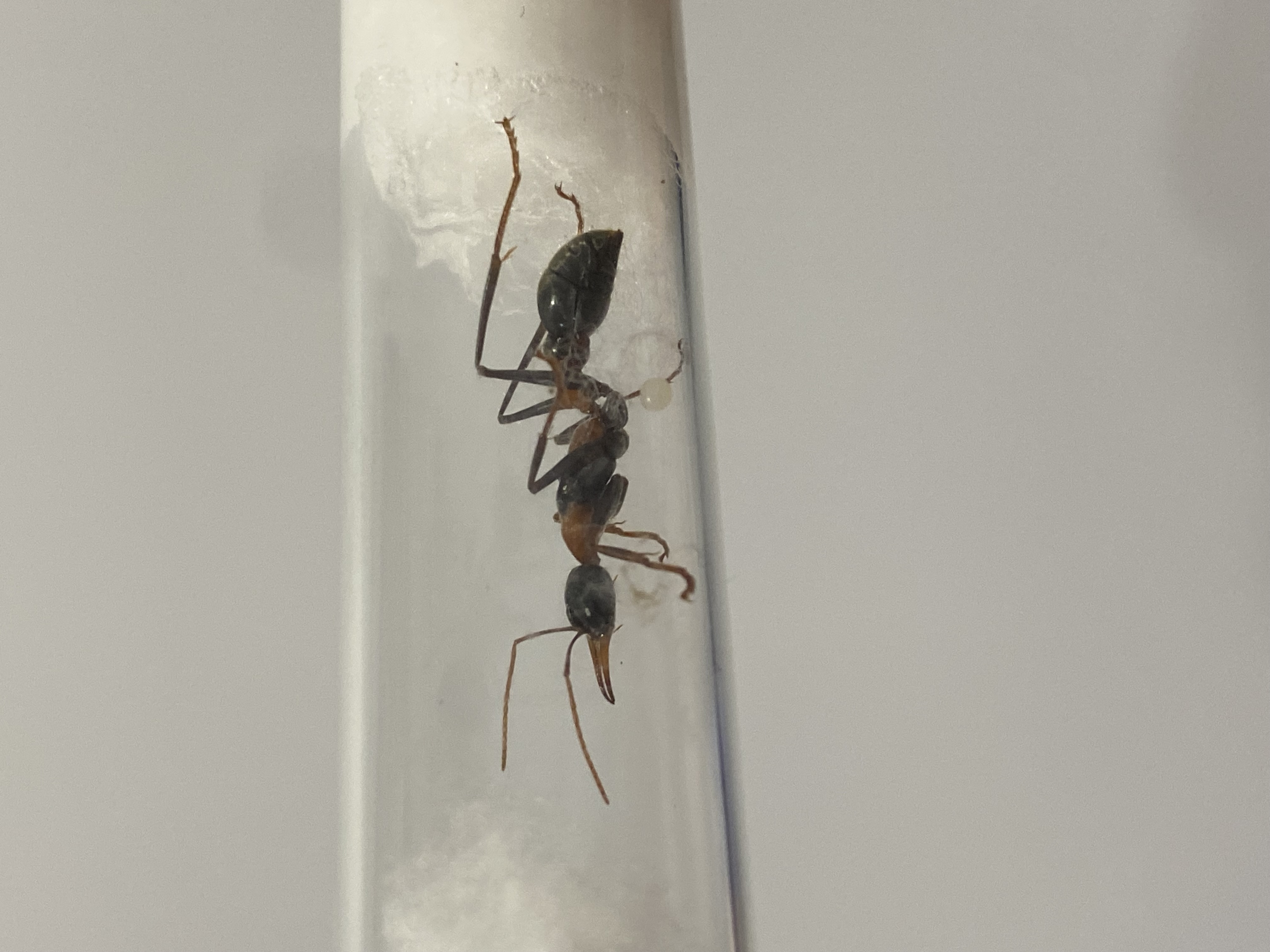 Myrmecia Nigrocincta Queens
