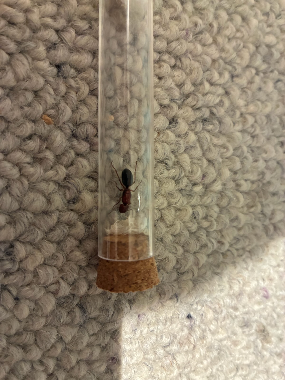 Various Myrmecia and other ants for sale photo 1 of 4