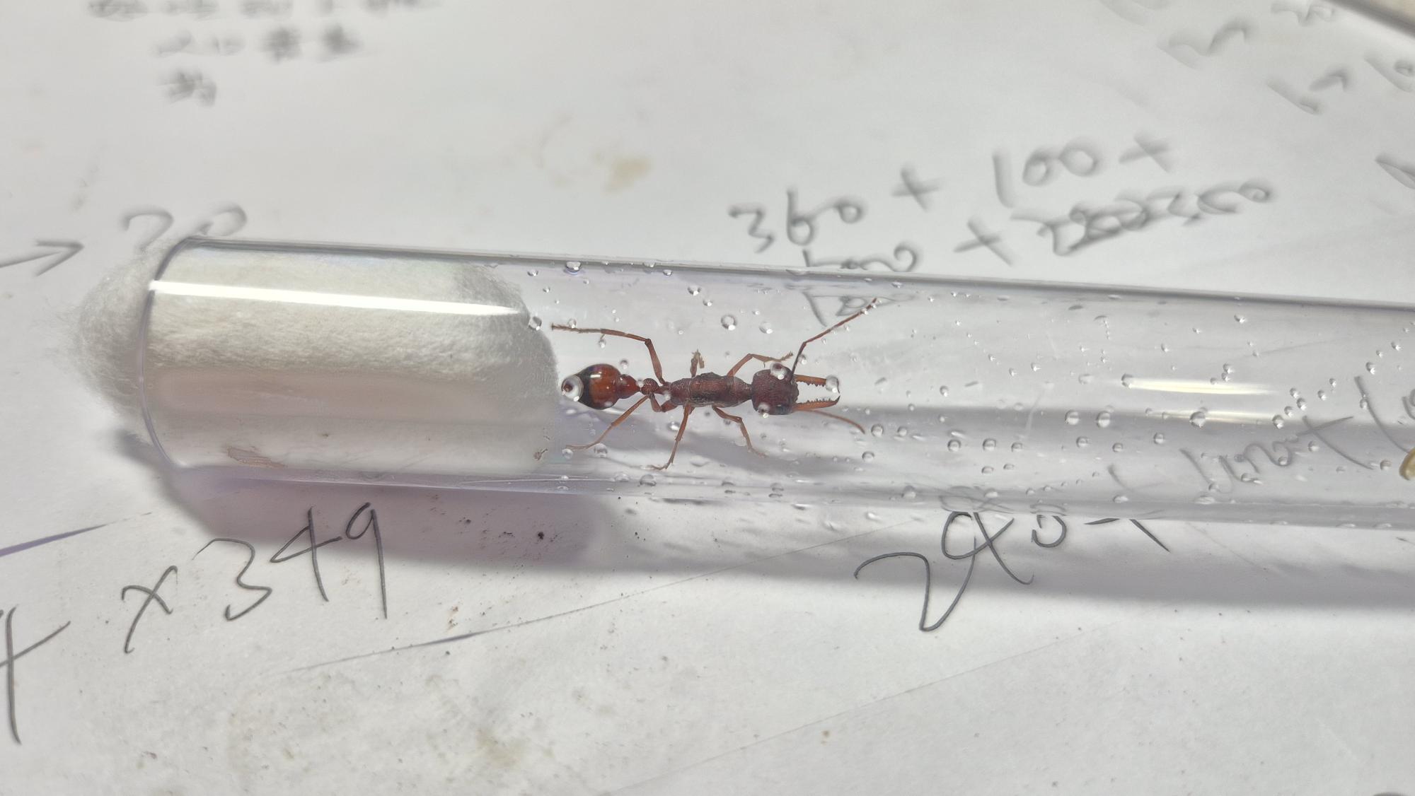 Freshly caught Myrmecia nigriscapa queen for sale photo 1 of 1