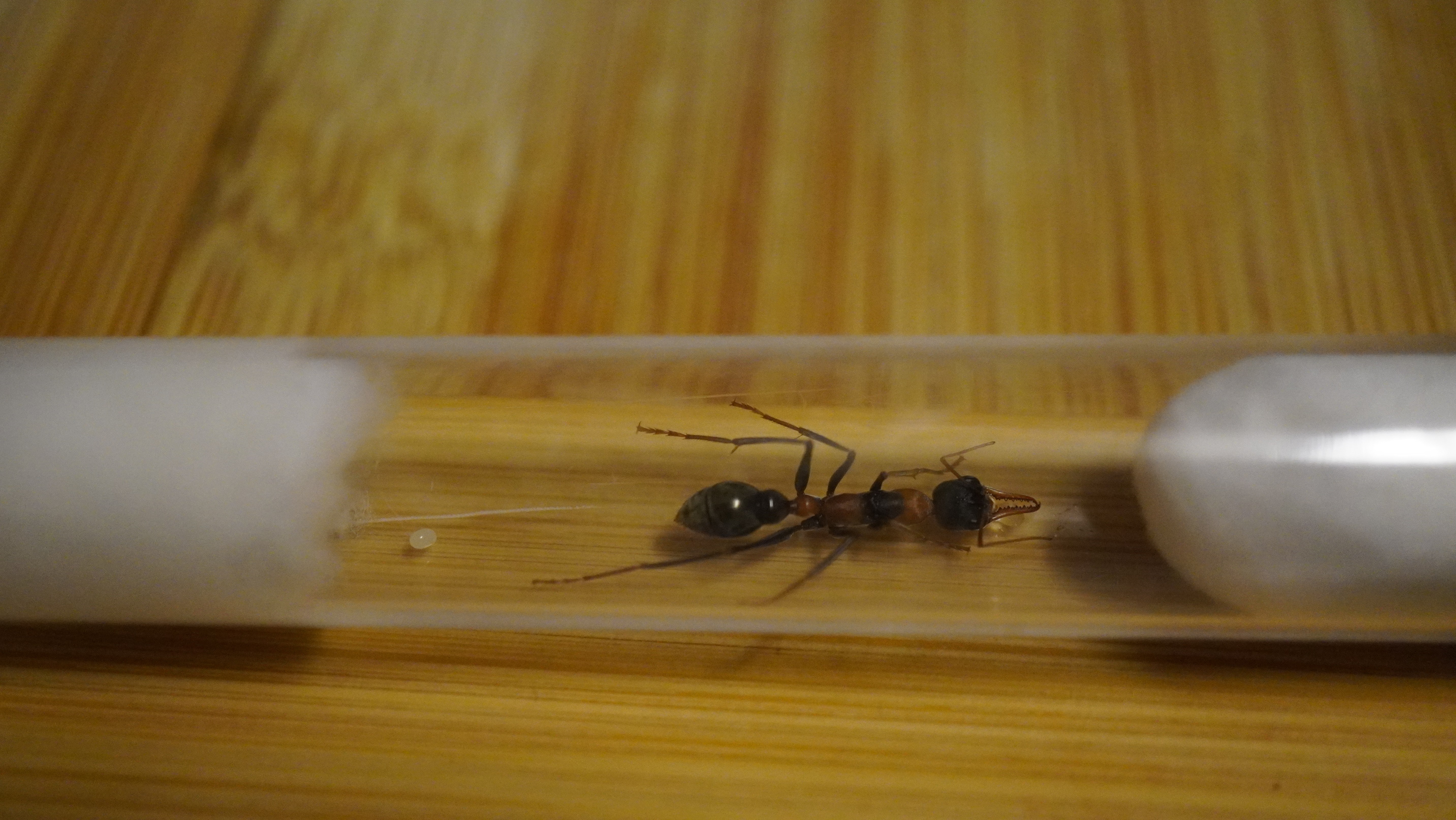 Queen Myrmecia nigrocincta Bull Ant with Egg (aka Jumping Jack, Jack Jumper, Bulldog Ant)