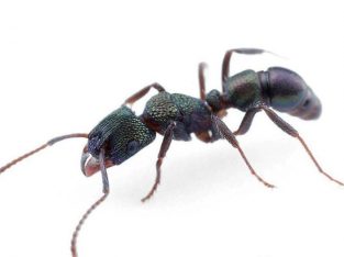 Green Headed Ant Queen
