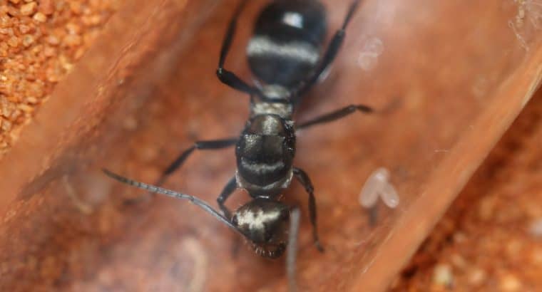 Polyrhachis daemeli Queen with Eggs/Larvae (Silver Spiny Ant)