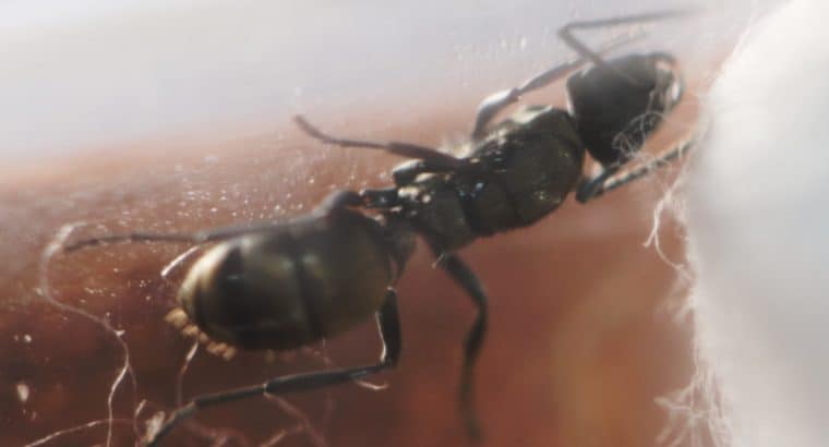 Polyrhachis cf. vermiculosa Queen with Eggs/Larvae (Small Gold Spiny Ant)