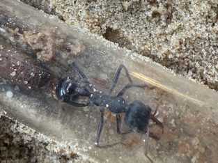 Myrmecia Bullant Queen Ant – Simillima