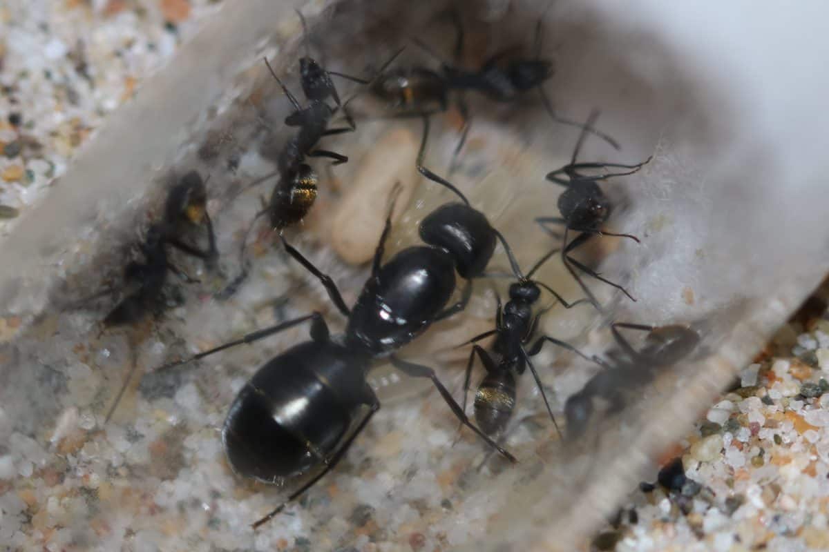 Camponotus aeneopilosus Queen and workers (GoldenTailed Sugar Ant