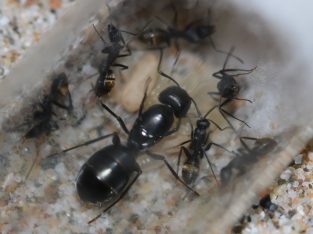 Camponotus aeneopilosus Queen and workers (Golden-Tailed Sugar Ant)