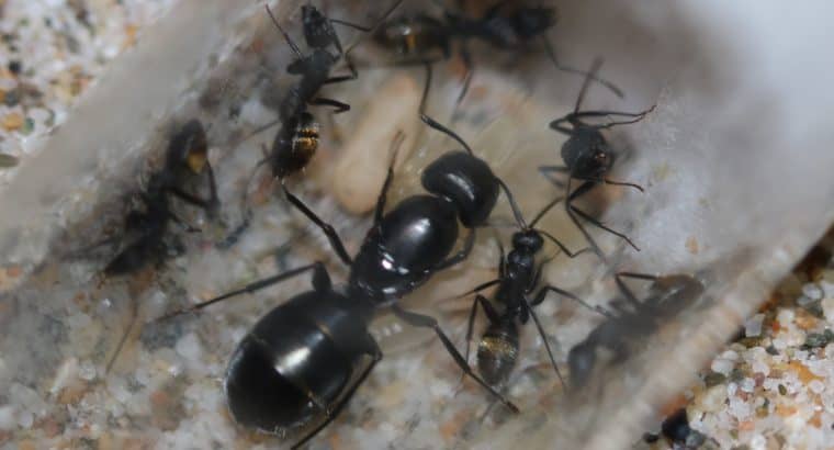 P. daemeli Queen Ants for Sale (eggs, larvae, pupae and workers)