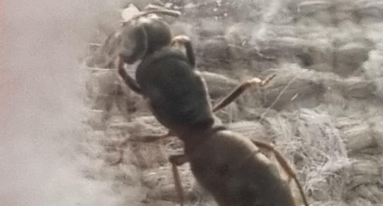 Cool Brachyponera lutea ant for sale