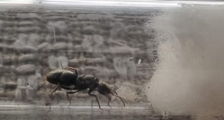 Cool Brachyponera lutea ant for sale