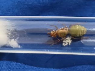 Queen ants with workers!