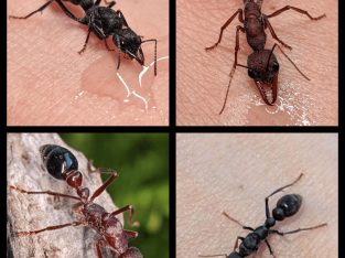 Bull ants/sugar ant queens/colonies – starting at $30
