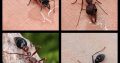 Bull ant and sugar ant queens/colonies