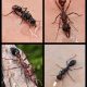 Bull ant and sugar ant queens/colonies