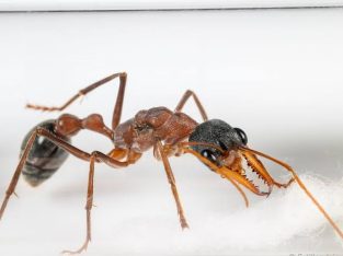 Myrmecia Nigriceps