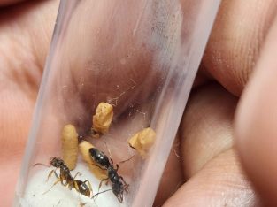 Mesoponera australis queen and colony.